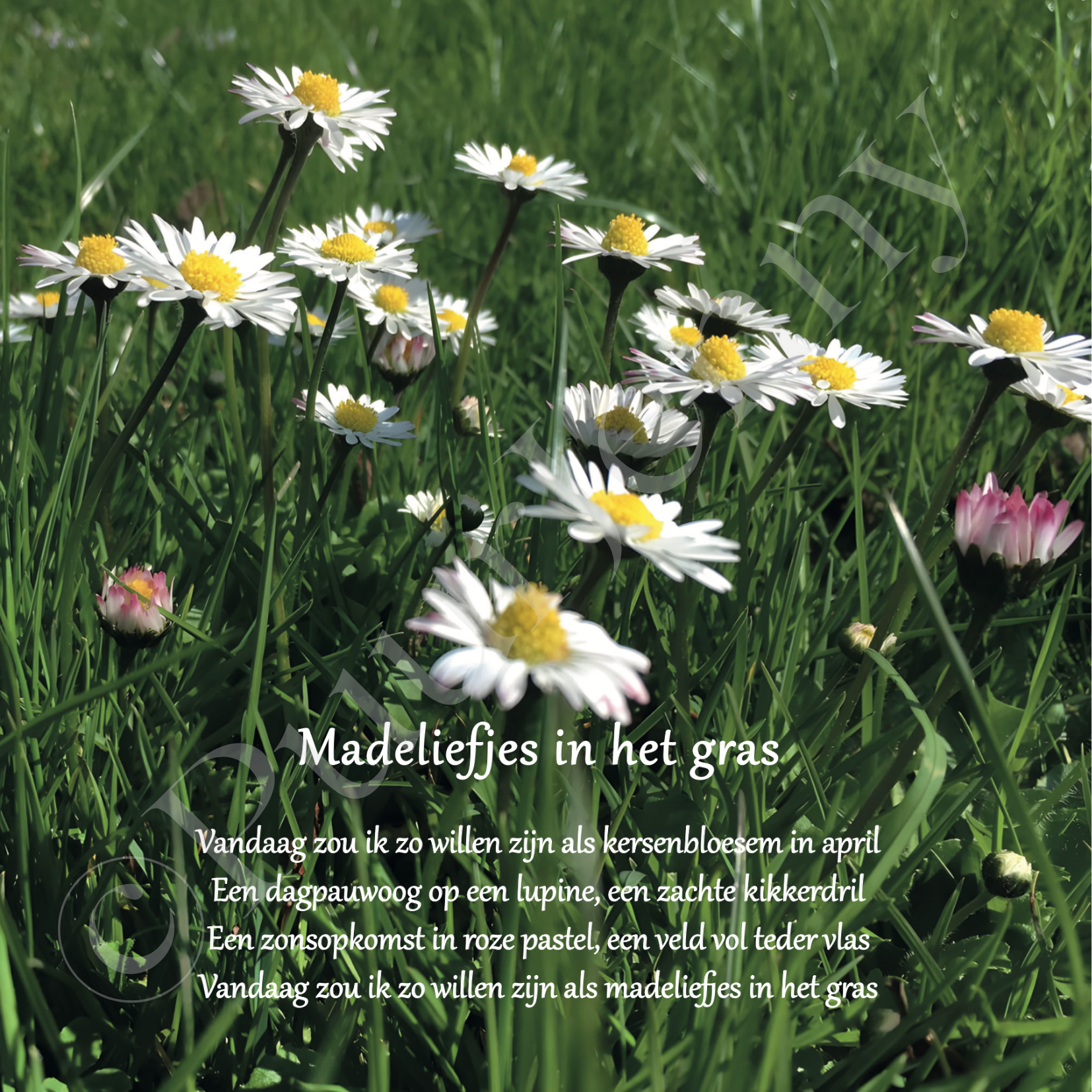 Beeldgedicht Madeliefjes in het gras